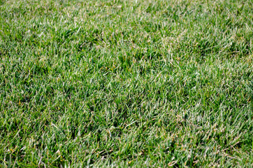 green grass in the field
