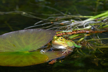 Kleiner Wasserfrosch (Pelophylax lessonae) im Nationalpark Polesie, Polen - Pool frogs in Polesie...