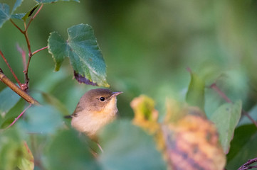 A Common Yellowthroat peeks out from behind some green leaves in soft morning light.
