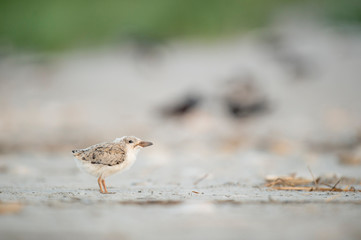 A young American Oystercatcher chick stands on a sandy beach in soft overcast light.