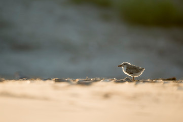 A young American Oystercatcher chick stands on a sandy beach glowing in the morning sunlight.