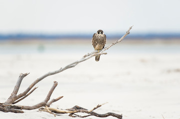 A Peregrine Falcon perched on a piece of driftwood on the wide open beach in soft overcast light.