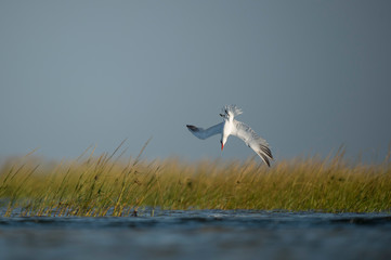 Fototapeta premium A Royal Tern dives into the water in the bright sun with green marsh grass in the background.