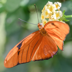 orange butterfly on yellow flower