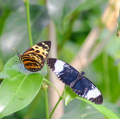 butterflies on leaves