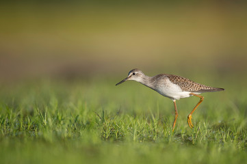 A Lesser Yellowlegs walks in short bright green grass in the early morning sunlight.