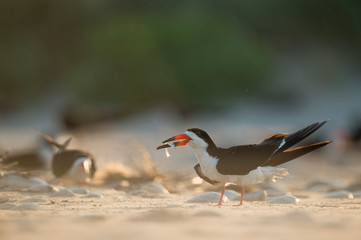 An adult Black Skimmer stands on a sandy beach with a fish in its beak as it glows in the morning sunlight