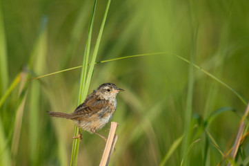 A very small Marsh Wren perched in the tall bright green marsh grasses in the bright morning sunlight.