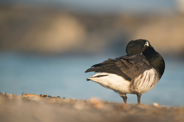 A Brant portrait with soft morning sunlight with a smooth background of a jetty and blue water.