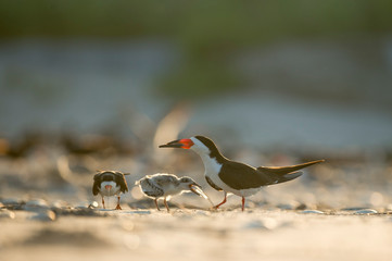 A Black Skimmer feeds its young chick a small fish while standing on a sandy beach glowing in the morning sunlight.
