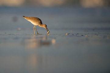 A Willet stands in wet sand along the shoreline in golden morning sunlight with food in its beak.