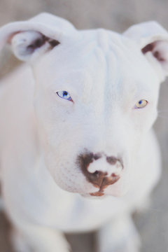 Portrait of a White American pitbull puppy with heterochromia