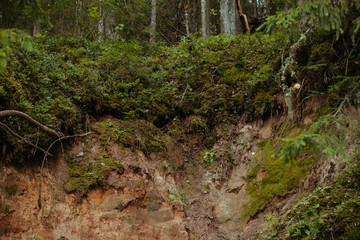 Obraz premium Sandy bank of the Gauja river in a dense coniferous forest