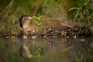 A Green Heron perched near the edge of water stalks for food in the bright sunlight with green leaves around.