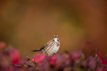 Fototapeta premium A Song Sparrow perched in bright red and orange leaves in autumn color with a colorful background.