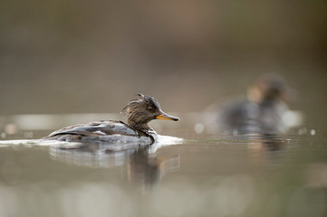 A female Hooded Merganser swims on a calm pond in soft overcast light with a smooth background.