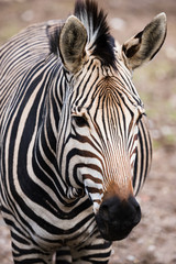 A frame filling image of a Hartmanns zebra as it faces towards the camera showing off its stripes.