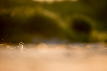 A young American Oystercatcher chick stands on a sandy beach glowing in the morning sunlight.