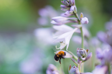 ladybug on flower
