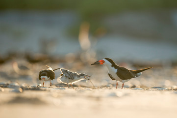 A Black Skimmer feeds its young chick a small fish while standing on a sandy beach glowing in the morning sunlight.