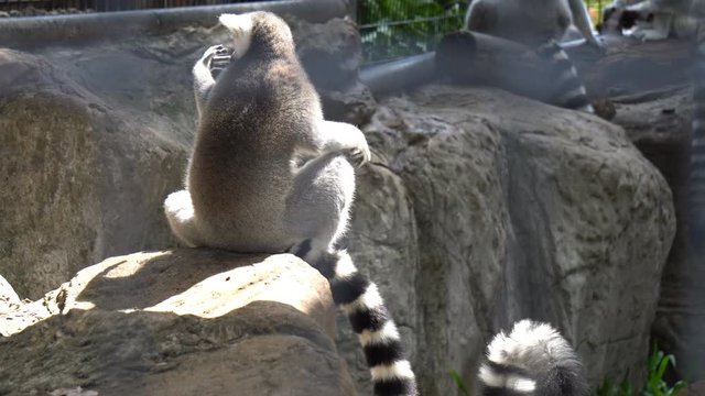 Ring-tailed lemurs (Lemur catta) feeding outdoors in cage in zoo Thailand