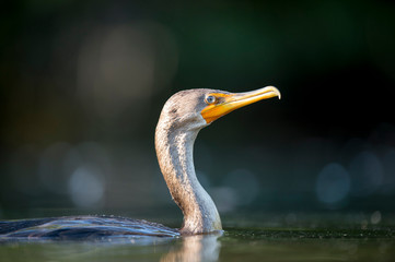 A close-up portrait of a Double-crested Cormorant swimming in the water in the bright sunlight.