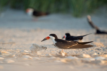 A Black Skimmer feeds its young chick a fish on a sandy beach in the early morning sunlight.