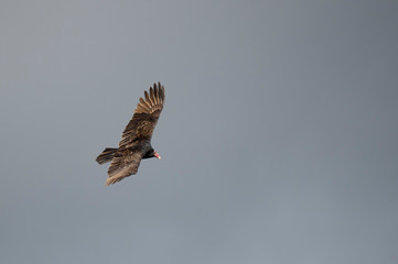 A Turkey Vulture flies against a blue and gray sky with its wings spread wide in the soft sunlight.