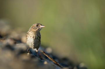 A Seaside Sparrow standing on the ground in the bright sunlight with a smooth green background.