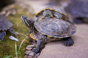 turtle on a rock