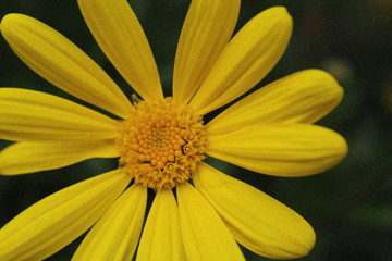 closeup of yellow flower