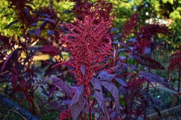 Amaranthus flowers in the park during early Autumn 