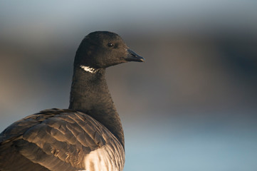 A Brant portrait with soft morning sunlight with a smooth background of a jetty and blue water.