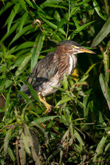 A Green Heron perched near the edge of water stalks for food in the bright sunlight with green leaves around.