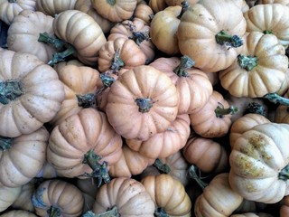 Valenciano F1 pumpikns. Cucurbita maxima squash background