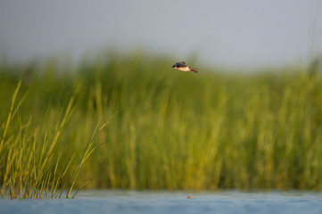 A young Tree Swallow flies over the marsh grasses and water with a green and blue background.