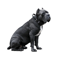 Italian Cane Corso on white background. Male breed cane Corso gray in the collar.