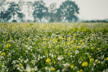 Fototapeta premium Winterblumenfeld #2