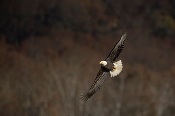An adult Bald Eagle flies in front of dark trees as the sun shines on the birds wings.