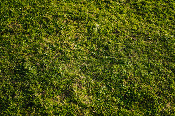 Grünes Gras #54