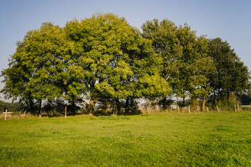 Baum an Wiese