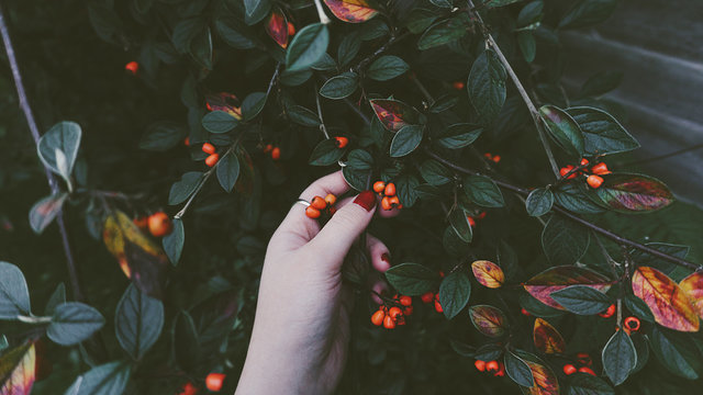 Woman's hand touching red berries on plant in garden