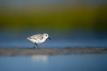 A Sanderling searches the shallow water and wet sand for food in a tidal marsh with a smooth green and blue background in the bright sunlight.