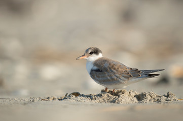 A juvenile Common Tern stands on a sandy beach in the bright sunlight.
