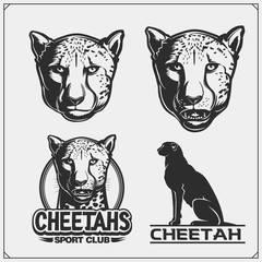 Labels, emblems and design elements for sport club with cheetahs. Print design for t-shirt.