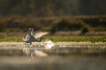 A Great Egret catches a Chain Pickerel fish in the shallow water as it splashes around glowing in the golden morning sunlight with a reflection.