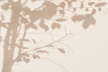 Tree leaf shadow on light wall. Modern beige abstract background