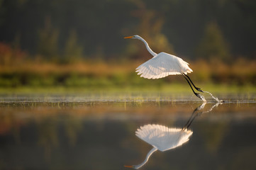 A Great Egret takes off from the shallow calm water glowing in the golden morning sunlight.