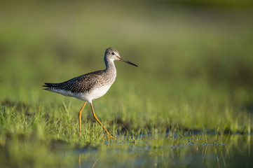 A Greater Yellowlegs walks in shallow water and bright green grass in the early morning sunlight.
