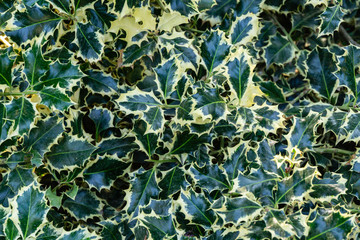 Christmas holly ilex aquifolium Argentea Marginata growing in a park. Graceful border leaves as background for  New Year concept. Selective focus.